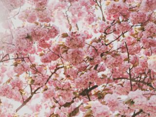 Beautiful Washington DC cherry blossoms