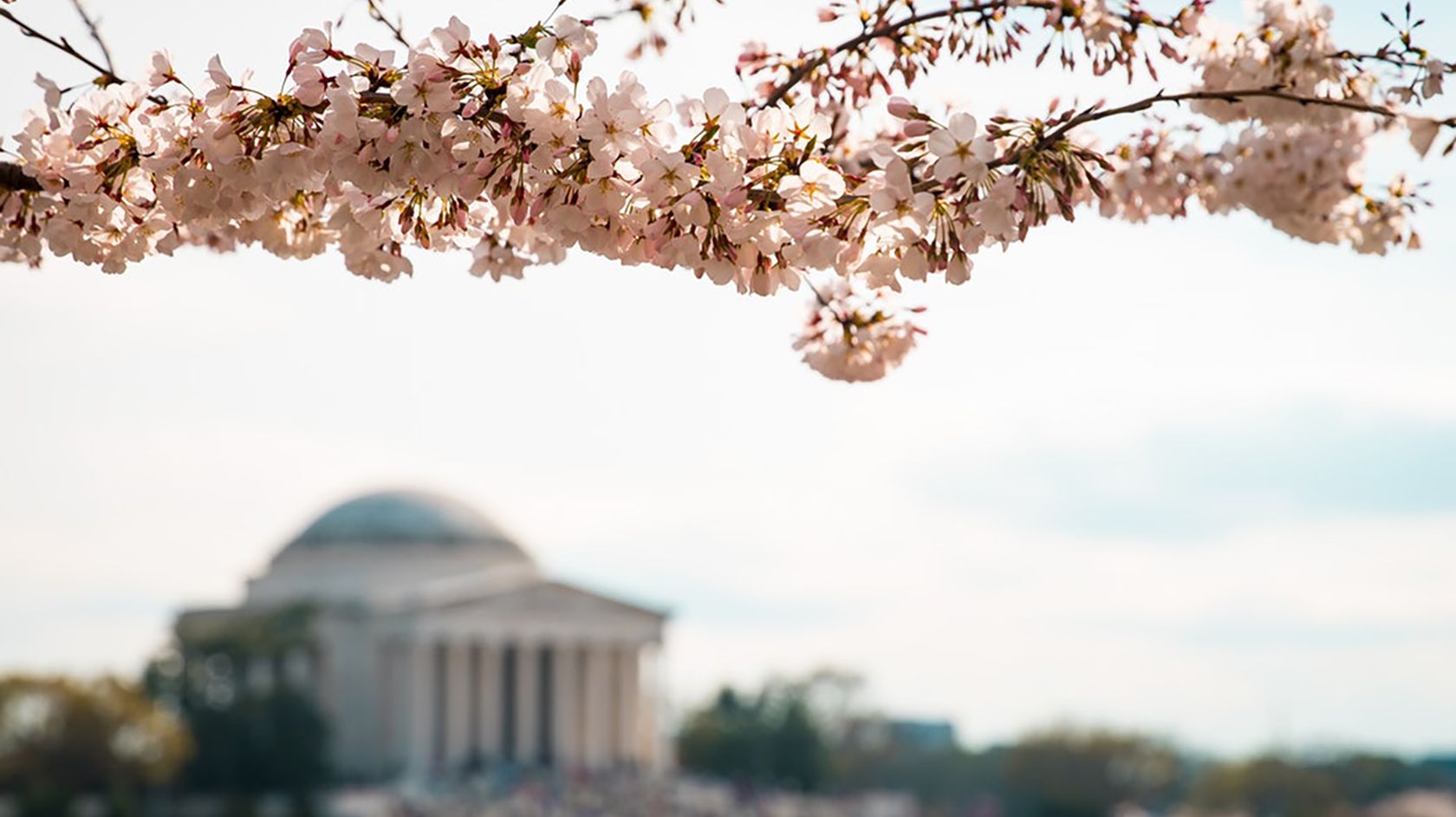 Cherry blossoms over Jefferson Memorial in Washington DC