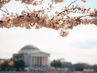 Cherry blossoms over Jefferson Memorial in Washington DC